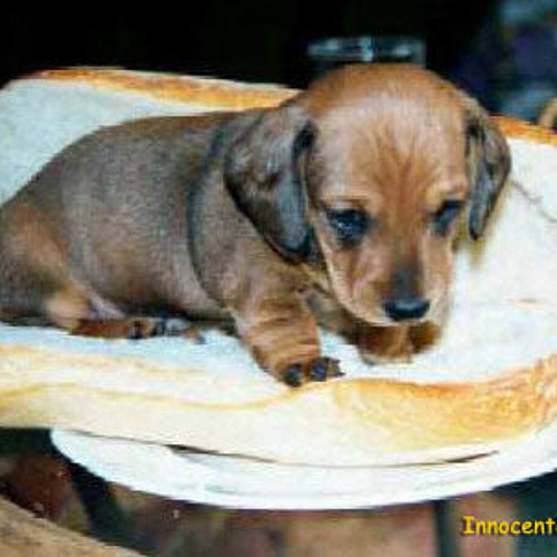 Stream There's a puppy in the hot dog factory by NickJonesSon Listen