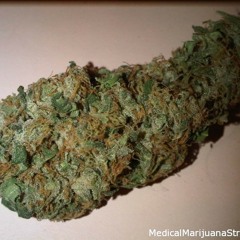 GEORGE BUSH(PILLS, COCAINE, N MARY JANE)