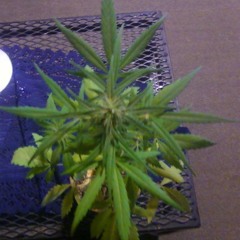 Insane In The Head by: Mr. Fresco