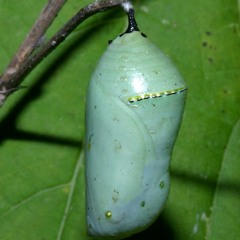 PLAY (Butterfly Homework)