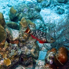 EV-evolution (Work in Progress)