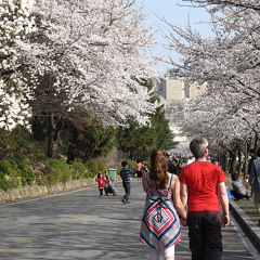 Cherry Blossom - Demo