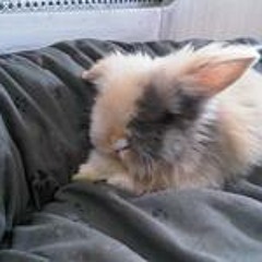 Ne-e-ne-ne-e-e-ne-e-neuroot (Karaokeversie)