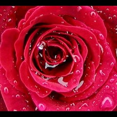 ابـتـسـامة ورد