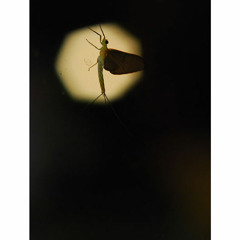 Mayfly かげろう