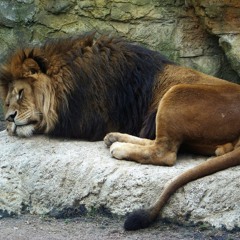 The lion sleep tonight Token cover Salvo