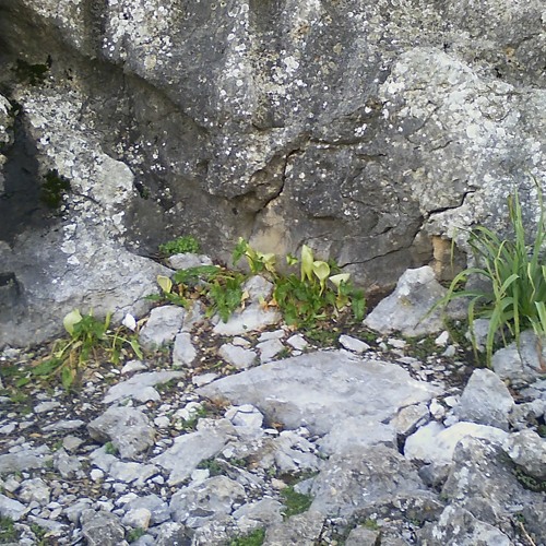 Gui Boratto - Golden Axe