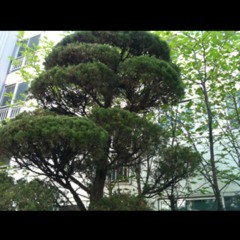 비둘기... 구구 구구