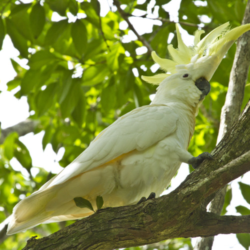 Sulphur-crested Cockatoo and Brown striped frog - Cacatua leadbeateri and Limnodynastes peroni