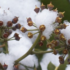 A Light Dusting of Snow