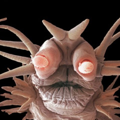 Invisible worms (Original) slowhand/chrisG