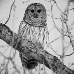 Whistle While Your Wife Works-mixtape