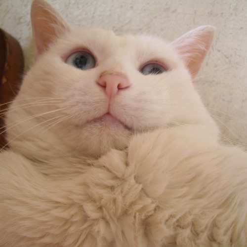 BelleSue