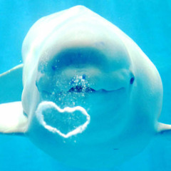 How deep is your love - Bee Gees cover