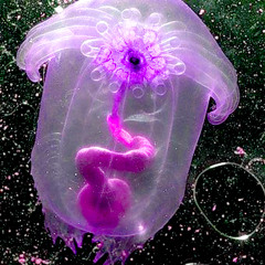 666L17C#88817C# - PON1MANIE [Understanding]