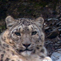 BBC Making of Planet Earth - Snow Leopard