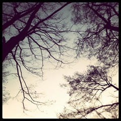 ねこが つめを たてた