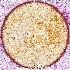 The Flowering of Yesod