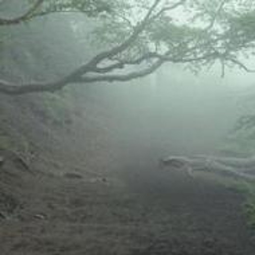 No One And The Empty // Aokigahara Forest [ 青木ヶ原 ]