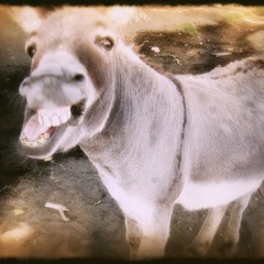 Ciucciariello (The Donkey Song)