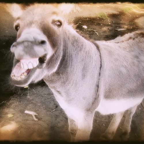 Ciucciariello (The Donkey Song)