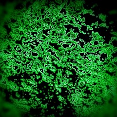 My fair lady & surface