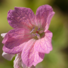 Always (Piano Composition)