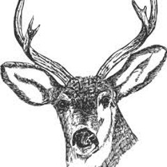 THE DEER ( for J1)