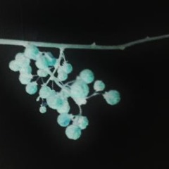 The Tradition of Poison