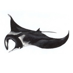 Manta Rays - coldowoldo May 2012
