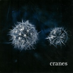 Cranes - Panorama