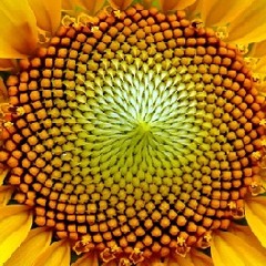 Fibonacci El Mariachi