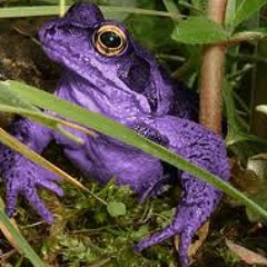 Martin Ellis-hall-Purple frog of Buckhurst Hill