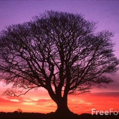 Mapusa mapusa-"SpringTime"-Free download for Tree Of life Festival 2012!