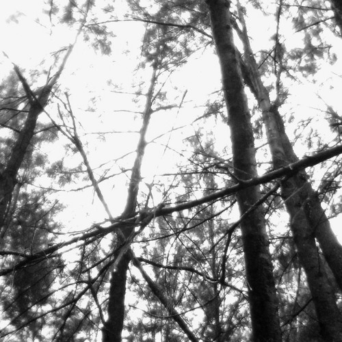 Dark Ambient Forest - Swamp of Misanthropic Terror