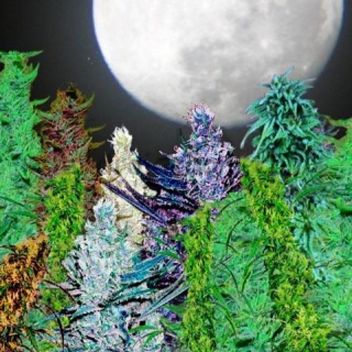 RasEtsu - Herb