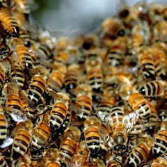 Swarm