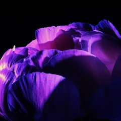 schNee - how can I stop talking about something that's so HUGE