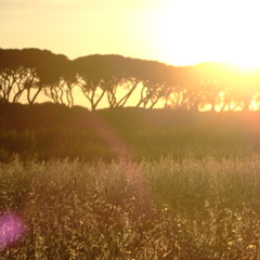 Emi Idle - Ich wohn im Wald