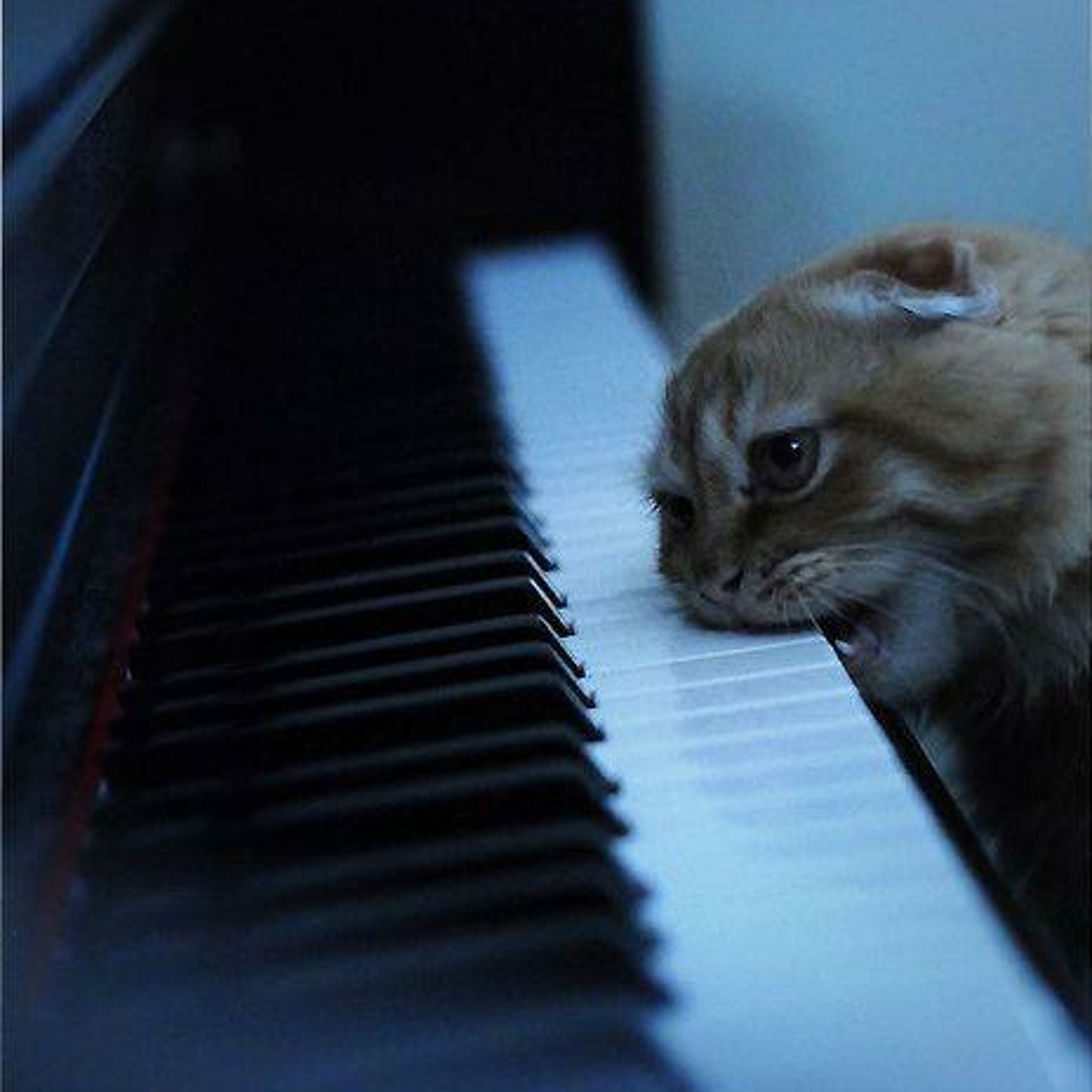 MightyKat | Purr Club Social