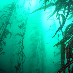 Unterseeische Wälder
