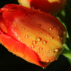 شيلة رفيق الدرب-صالح اليامي