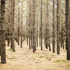 'In the Forest' - Sophie Burbery version