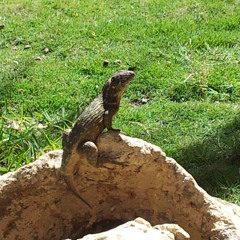 Larry Budd - Africa [Toto Cover]