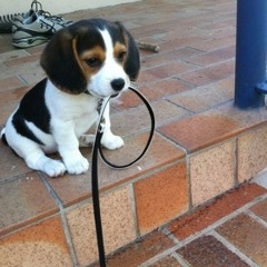 [铃]In Dying Arms - May I Have This Dance