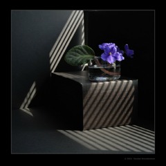 کوچ بنفشه ها