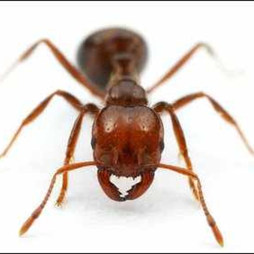 Drag n Drop - Ant progression to chaos