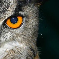 Mittagskind - Fargo(Original Mix)