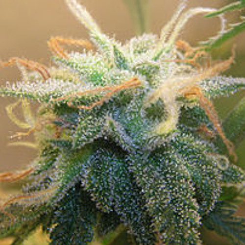 Princess of Lusciousness