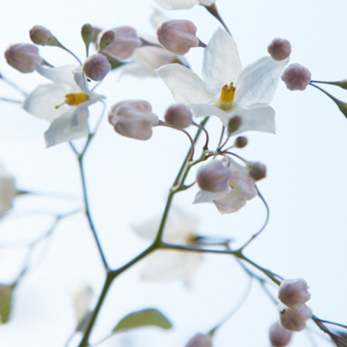 02. Yusuf Hayaloglu - Bu Yil Bu Daglarin Kari Erimez